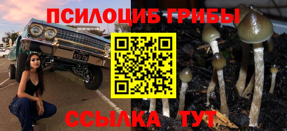 Галлюциногенные грибы Psilocybe Дубна
